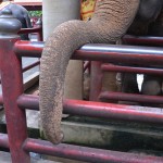 The Truth About Elephant Tourism